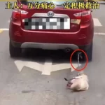 The 鲁Q 669FD Incident: How a Viral Video Transformed Animal Welfare