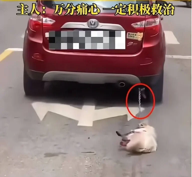 The 鲁Q 669FD Incident: How a Viral Video Transformed Animal Welfare The 鲁Q 669FD Incident: How a Viral Video Transformed Animal Welfare